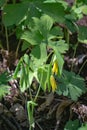 Large-Flowered Bellworts Ã¢â¬â Uvularia grandflora Royalty Free Stock Photo